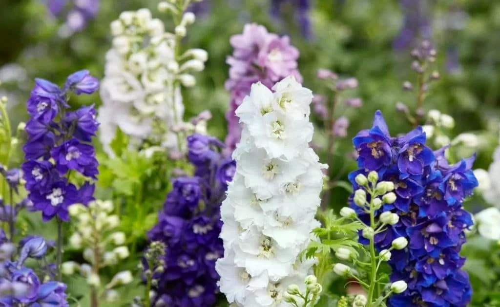 Decodificarea procesului biochimic care produce toxina atisiniu la plante.