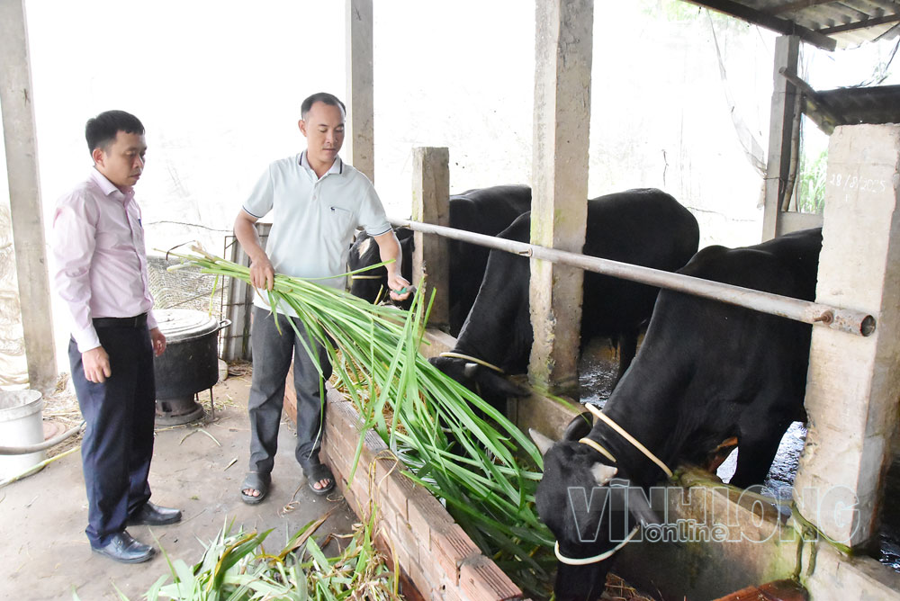 Thanks to policy-based credit, Mr. Hua Minh Xuyen's family (on the right) has effectively developed a cattle fattening model, becoming a well-off household.