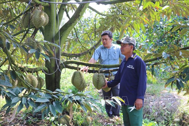 Để trái sầu riêng đáp ứng yêu cầu xuất khẩu bền vững
