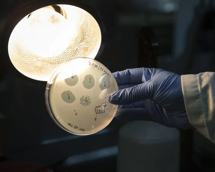 AI thiết kế virus mới mở ra hướng điều trị vi khuẩn kháng thuốc