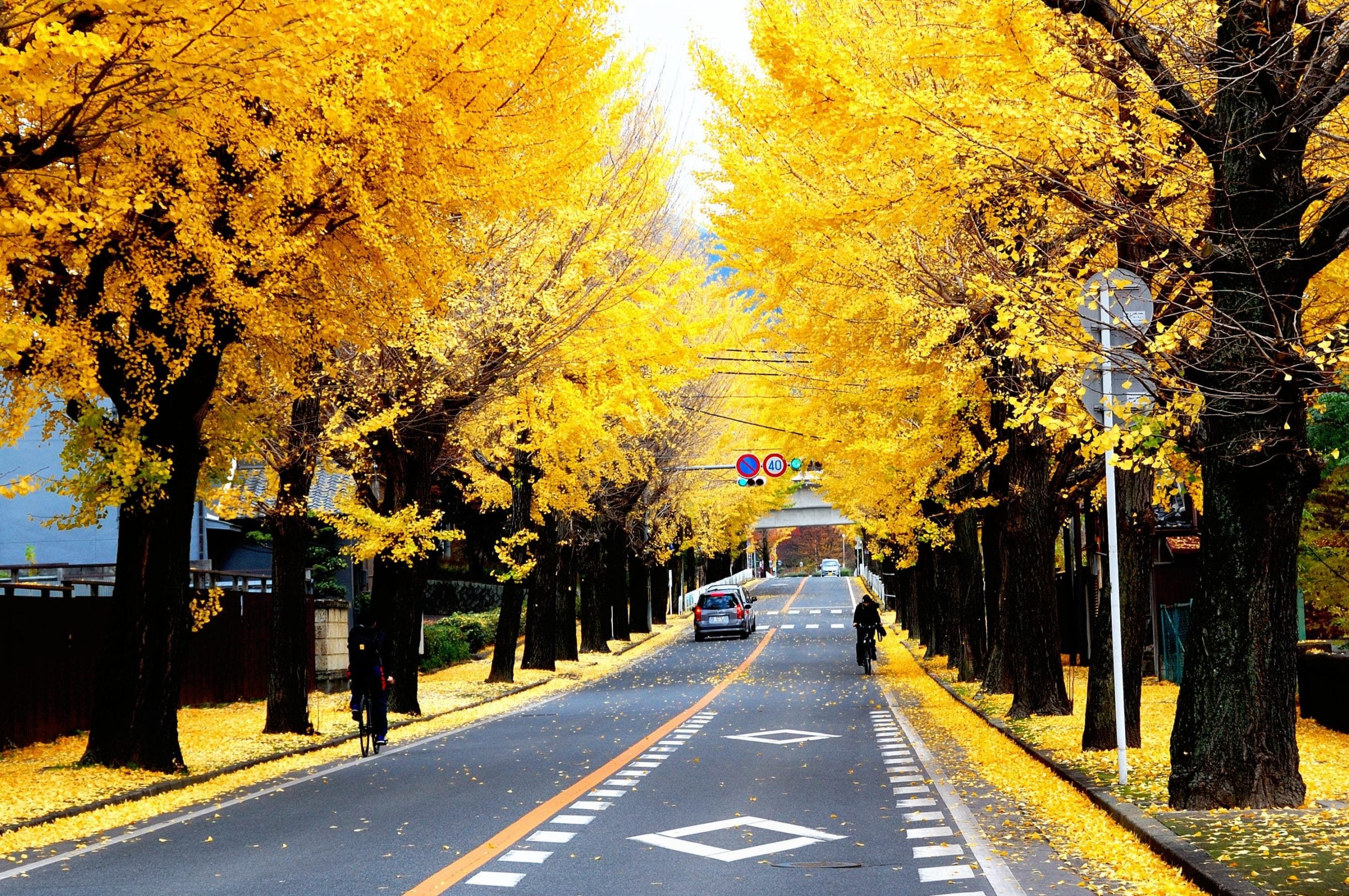 Icho Namiki Avenue