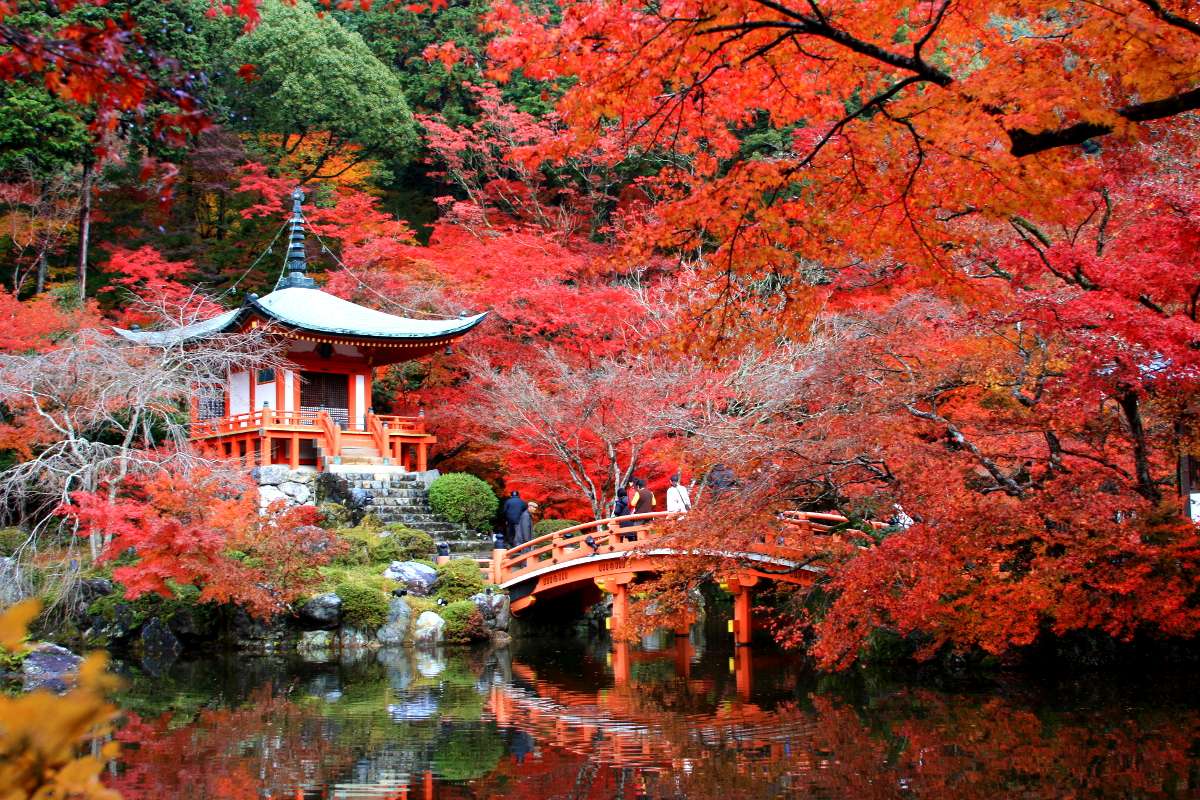 Experience the tradition of hunting for red leaves.
