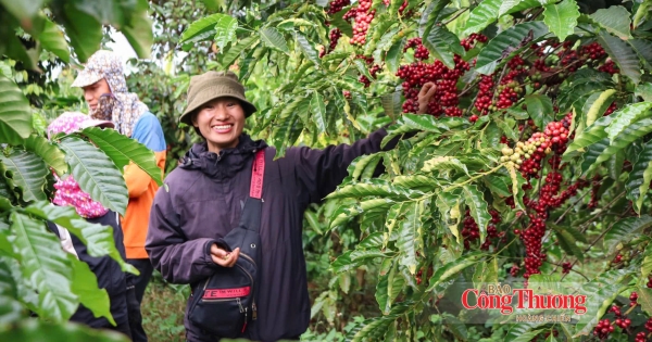 Giá cà phê hôm nay 10/8/2026: Tăng nhẹ 200 - 300 đồng/kg