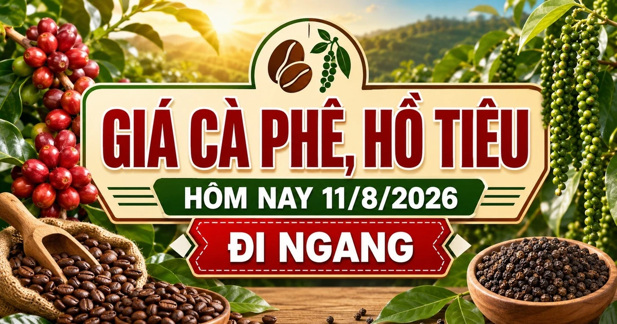 Giá cà phê, hồ tiêu hôm nay 11/8 chưa có biến động mới