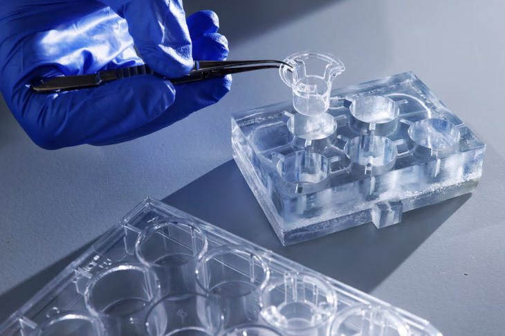Científicos británicos cultivarán órganos humanos en miniatura para probar medicamentos