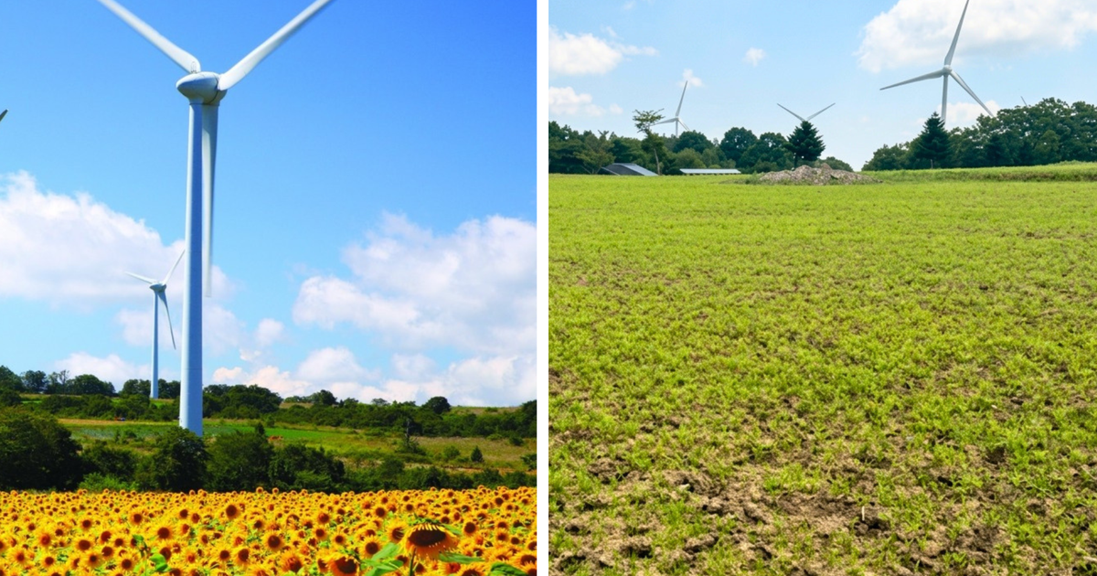 Herten hebben 1,8 miljoen zonnebloemen op een veld opgegeten, waardoor een Japans festival moest wor