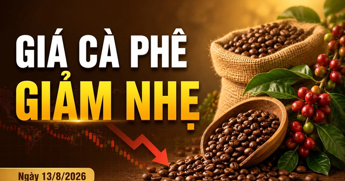 Giá cà phê hôm nay 13/8 giảm 500 đồng/kg, Robusta tiếp tục đi xuống