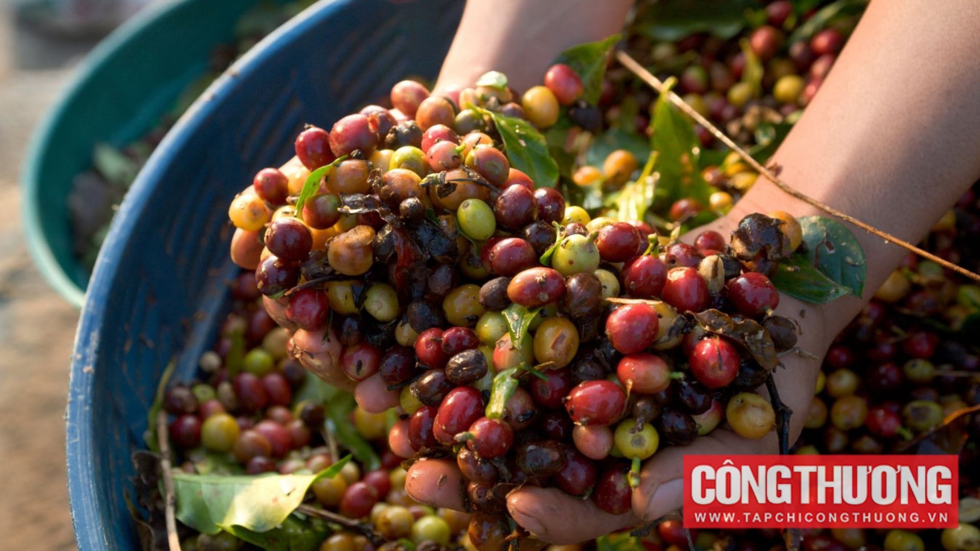 Coffee Price Update: Domestic Vietnam and Global Market Trends (August 13, 2026)