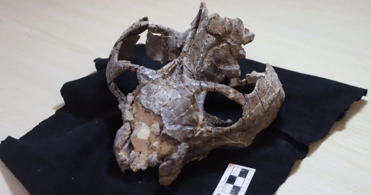 2億3600万年前の化石が、哺乳類の生殖史を「書き換える」。