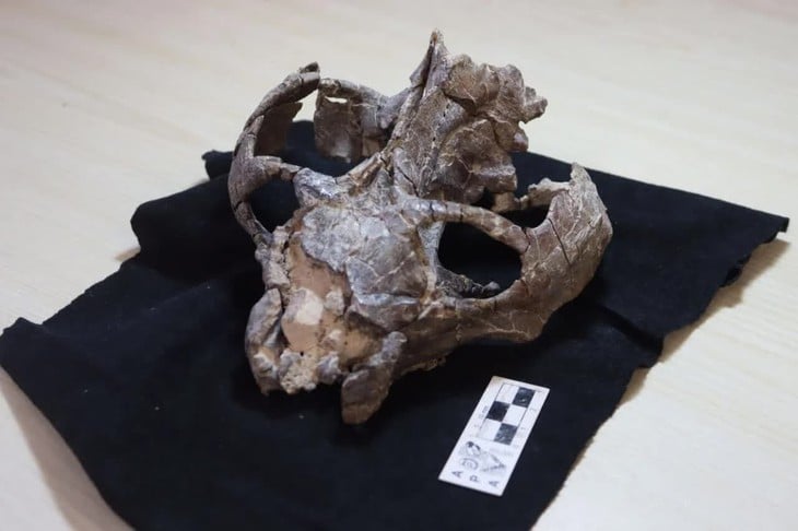 2億3600万年前の化石が、哺乳類の生殖史を「書き換える」。