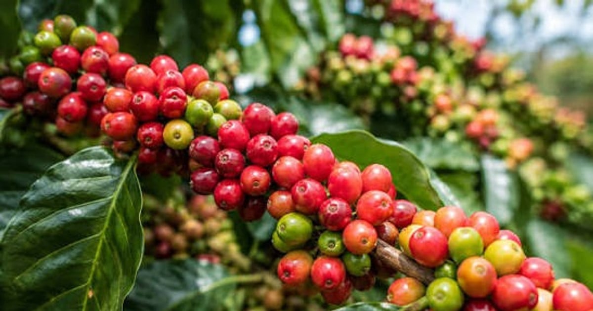 Giá cà phê hôm nay 14/8/2026: Lao dốc 1.500 đồng/kg, Lâm Đồng thủng mốc 95.000