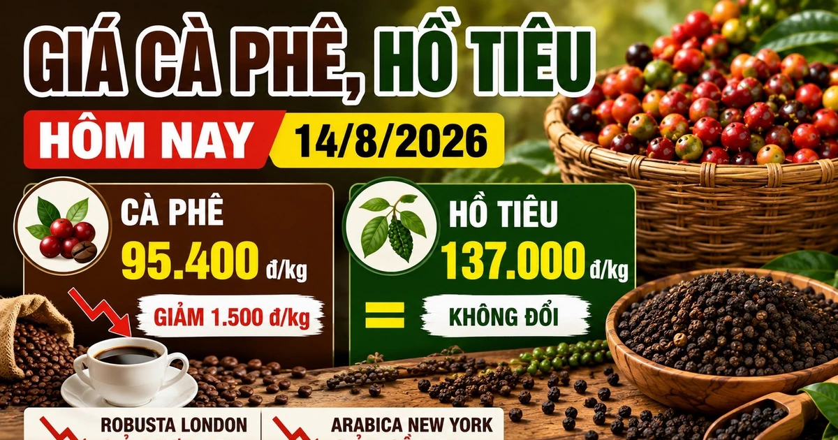 Giá cà phê, hồ tiêu hôm nay 14/8: Cà phê lao dốc, giá tiêu đi ngang