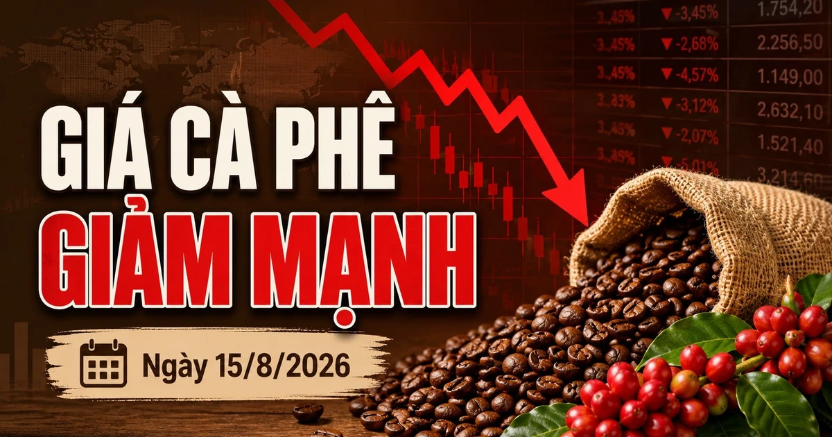 Giá cà phê hôm nay 15/8/2026 lao dốc 1.500 đồng/kg, Robusta giảm tiếp