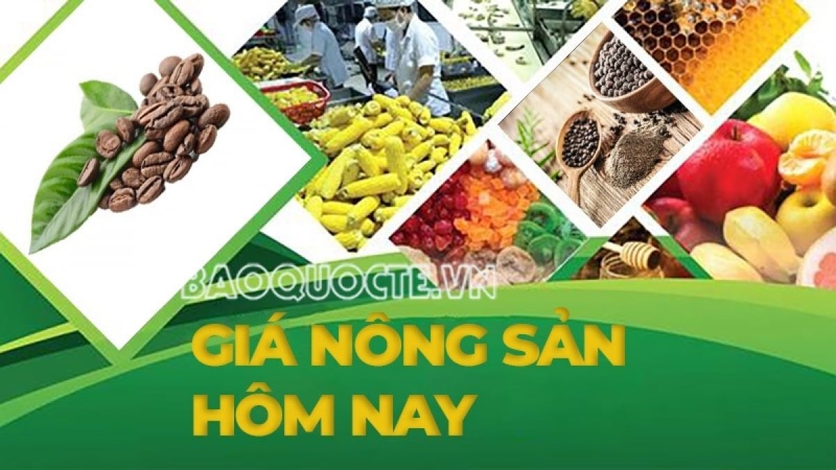 Giá nông sản hôm nay 15/9/2026: Giá cà phê 'xanh' trở lại, xuất khẩu duy trì đà tích cực; Giá dầu vượt 107 USD, điều gì đang xảy ra?