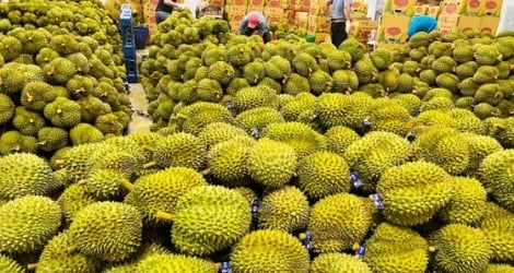 Het bevorderen van de handel in landbouwproducten tussen Vietnam en India.