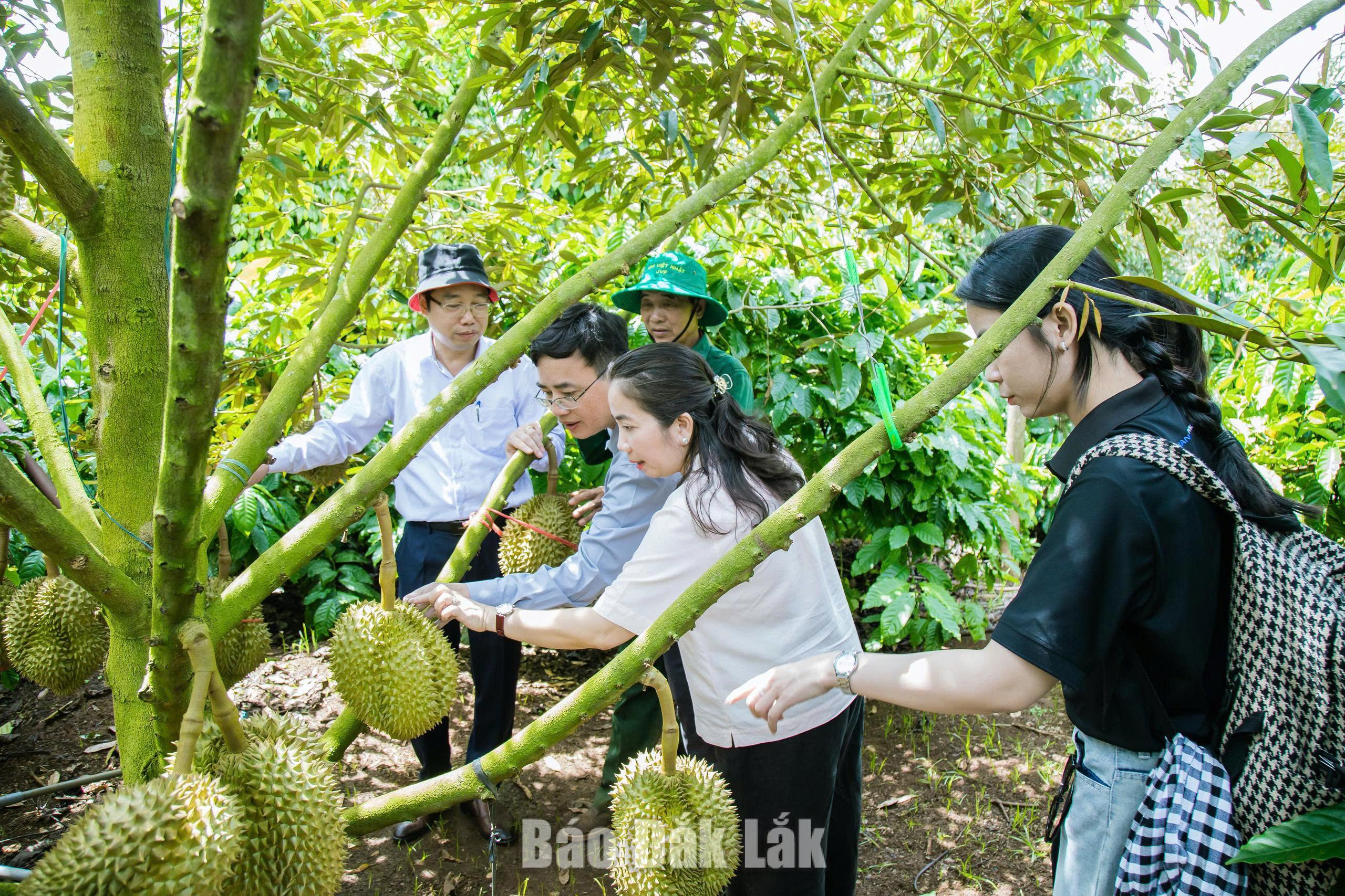 Sầu riêng Đắk Lắk: Từ gia tăng sản lượng đến nâng tầm giá trị