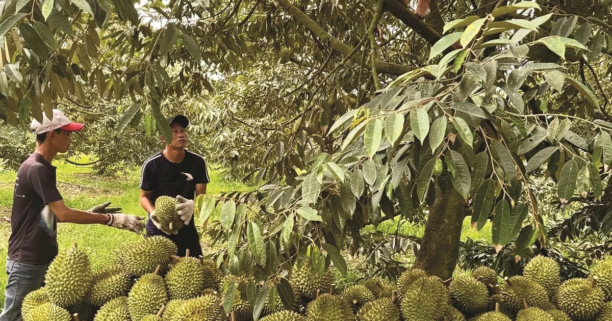 Sầu riêng nhiễm Cadimi: Khoanh vùng, xử lý nghiêm, kiên quyết không cấp phép xuất khẩu