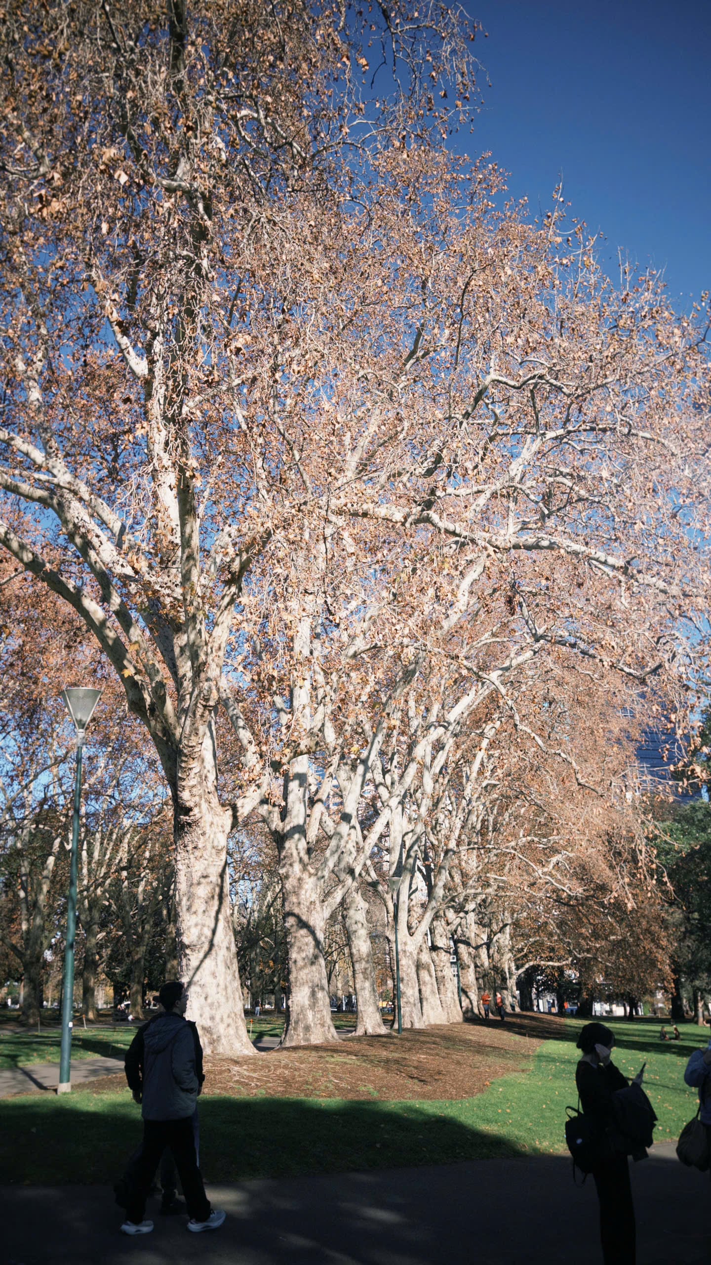 Melbourne in winter colors - Photo 15.