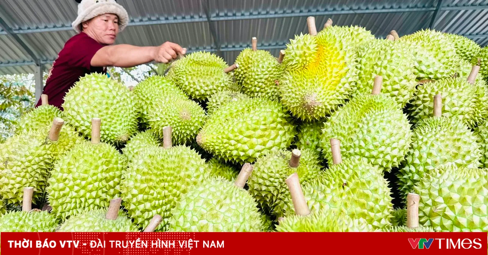 Cấp mã số vùng trồng sầu riêng: Gỡ điểm nghẽn, siết chất lượng
