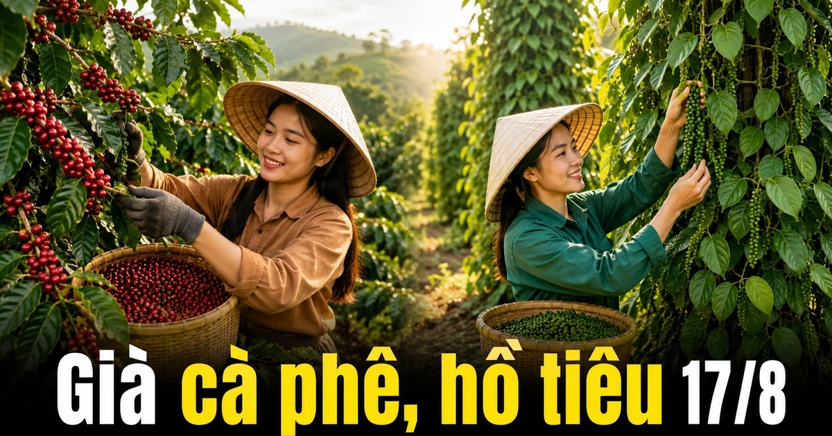 Giá cà phê hôm nay 17/8 tăng trở lại, hồ tiêu tiếp tục đi ngang