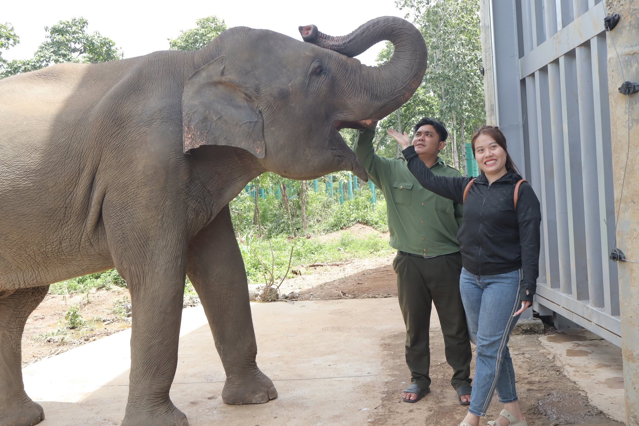 Het Elephant Conservation and Animal Rescue Center opent voor het eerst zijn deuren gratis voor bezo