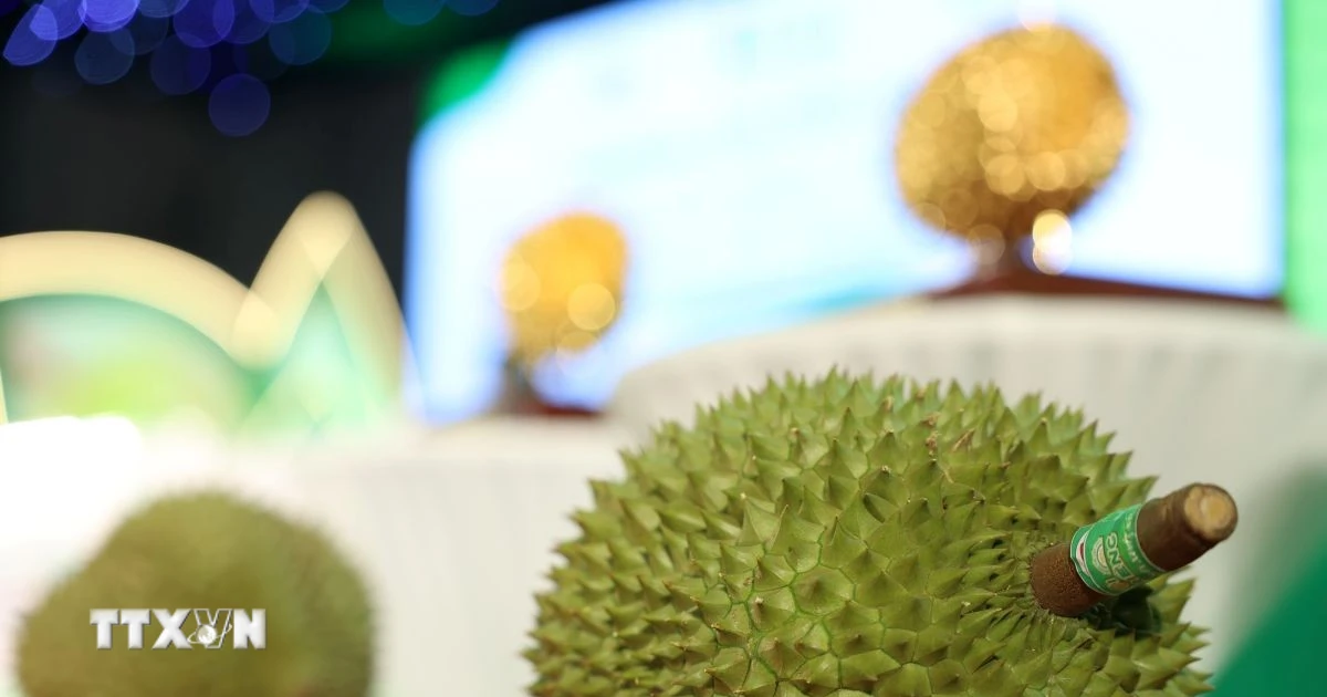 Giao thương sầu riêng Việt Nam - Trung Quốc: Thúc đẩy chuỗi cung ứng