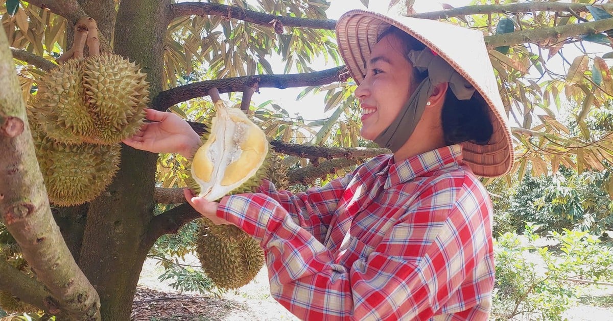 Phụ nữ nông thôn chuyển đổi xanh và thích ứng khí hậu: Bài cuối - Từ mã số vùng trồng đến sinh kế bền vững