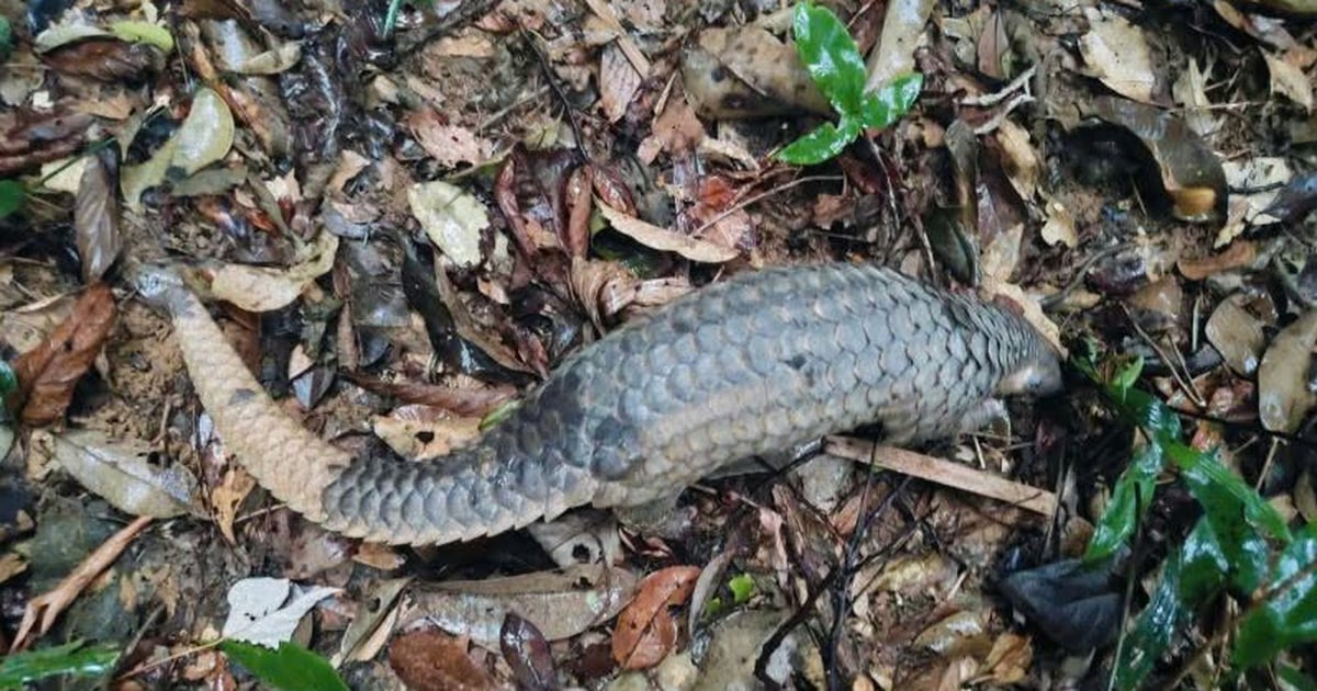 Dertien wilde dieren werden teruggezet in het Phong Nha - Ke Bang-bos.