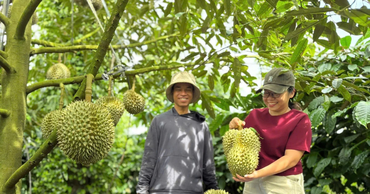 Đắk Lắk kết nối chuỗi cung ứng sầu riêng với doanh nghiệp Trung Quốc