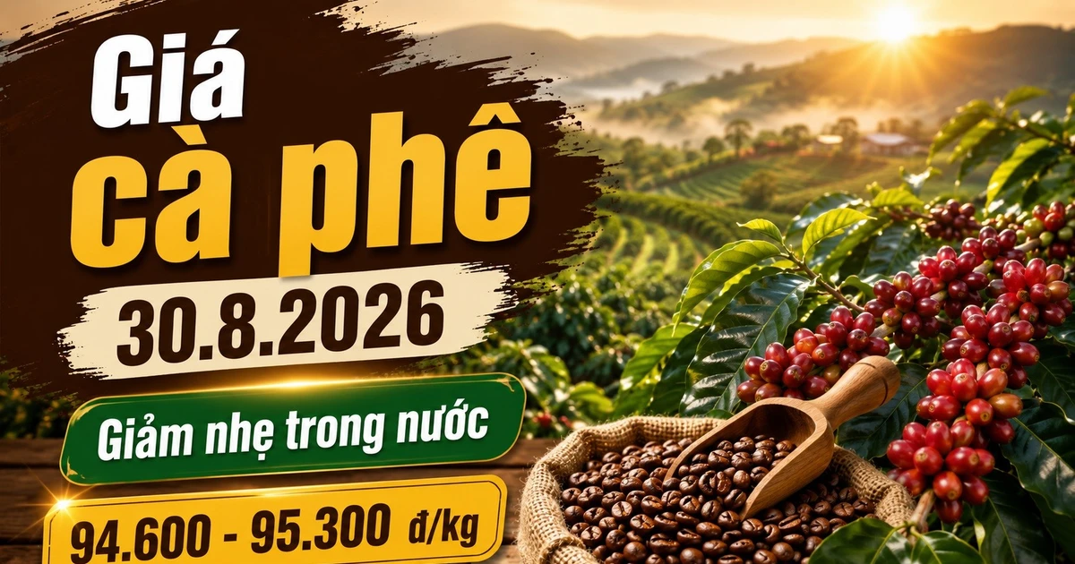 Giá cà phê hôm nay 30/8/2026 giảm nhẹ, cao nhất còn 95.300 đồng/kg