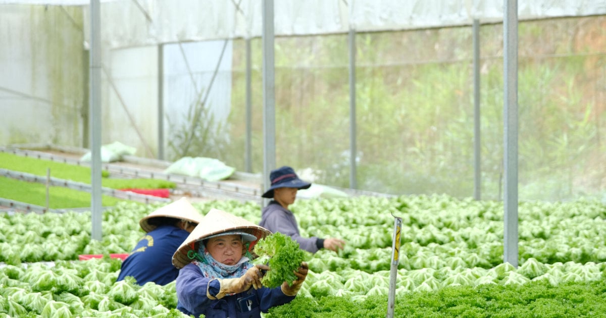 Lâm Đồng tìm "chìa khóa" tối ưu hóa nguồn thu từ xuất khẩu nông sản chủ lực