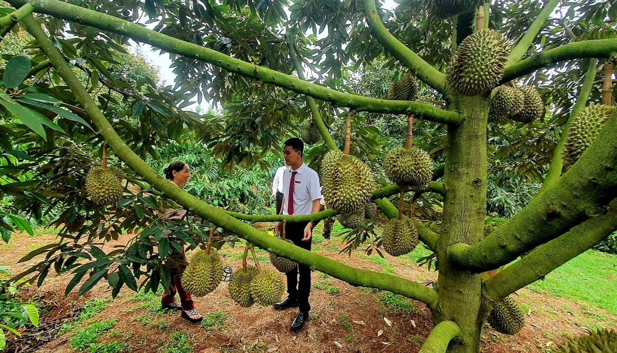 Nông sản Đắk Lắk: Từ “vựa hàng” đến trung tâm giá trị toàn cầu