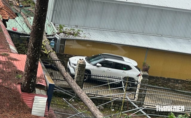 Ősi fenyőfák kidőltek és csavarodtak ki Da Latban, pánikot keltve a lakosok körében - 2. kép.