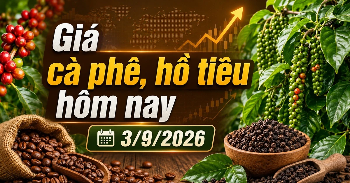 Giá cà phê hôm nay 3/9 giảm tiếp, Arabica lao dốc hơn 4%
