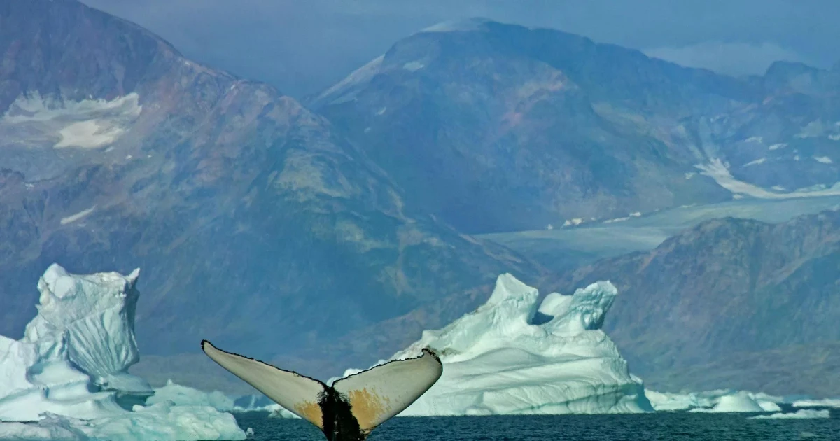 Mii de balene se adună în Groenlanda; se schimbă Arctica?