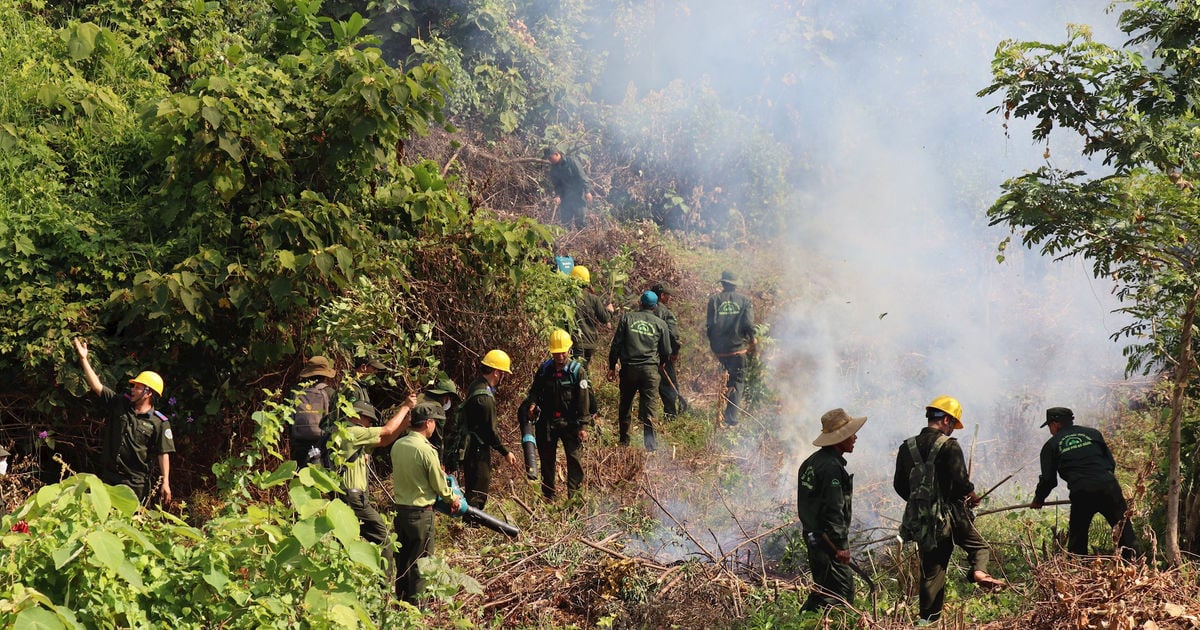 Synchronizing forest fire prevention and control solutions