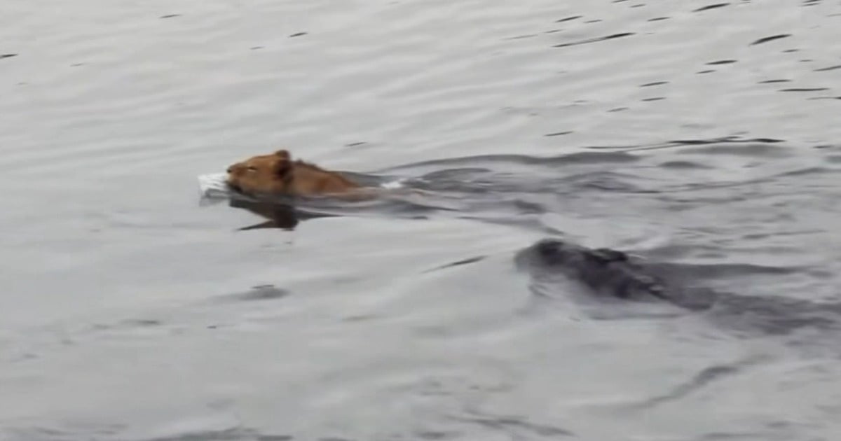 animal-world-lion-swimming-across-river-attacked-by-crocodile-and