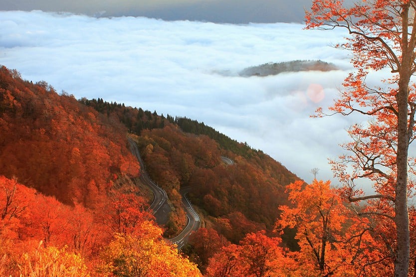 Japan in autumn, countless trees change their colors - Photo 4.