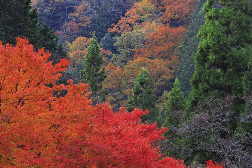 Japan in autumn, countless trees change their colors - Photo 5.