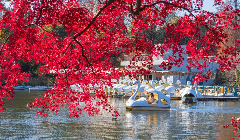 Japan in autumn, countless trees change their colors - Photo 6.