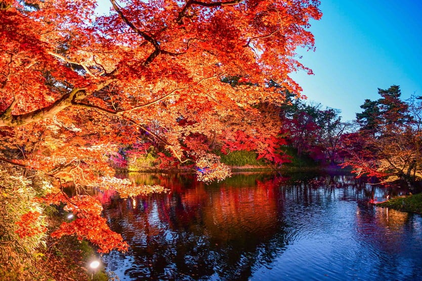 Japan in autumn, countless trees change their colors - Photo 8.