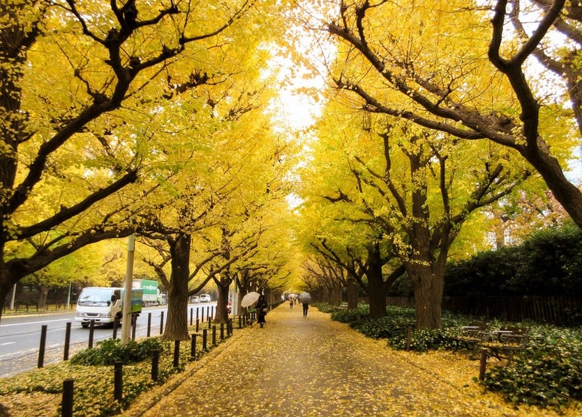 Japan in autumn, countless trees change their colors - Photo 10.