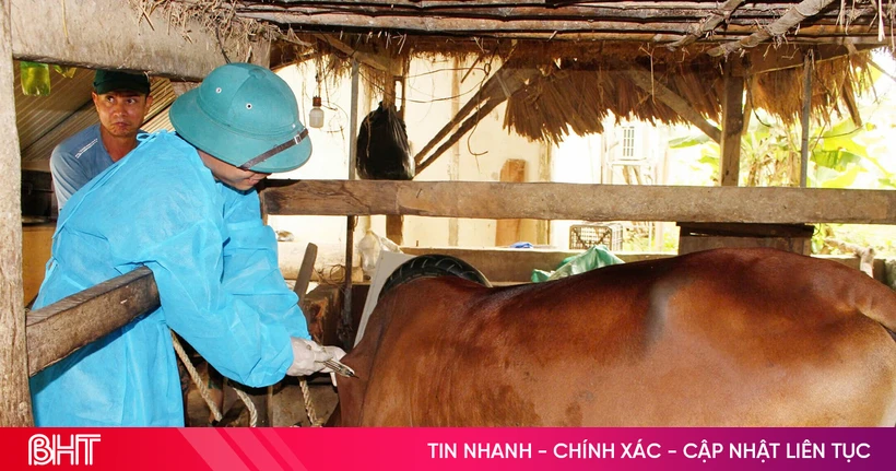 Provinsi Ha Tinh secara proaktif mencegah dan mengendalikan penyakit mulut dan kuku pada ternak.