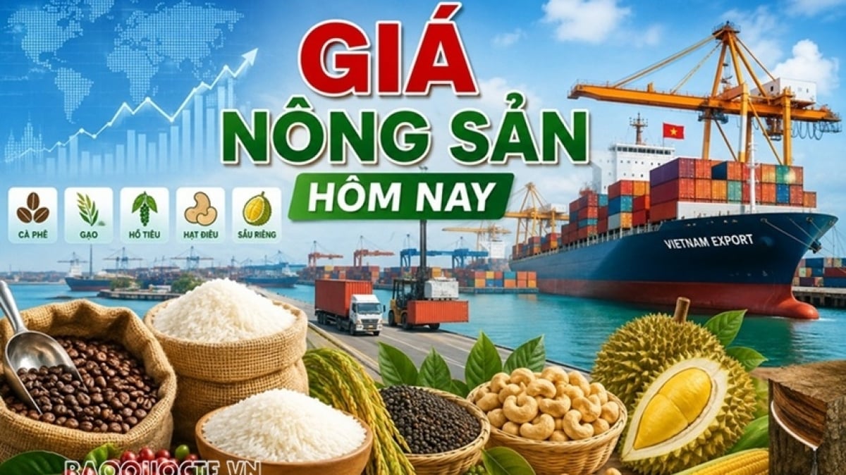 Giá nông sản hôm nay 21/9/2026: Giá cà phê trong nước đi ngược thế giới, thị trường vẫn chịu áp lực lớn ; Tín hiệu tích cực từ đàm phán Mỹ-Trung