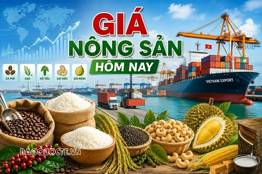 Giá nông sản hôm nay 21/9/2026: Giá cà phê trong nước đi ngược thế giới