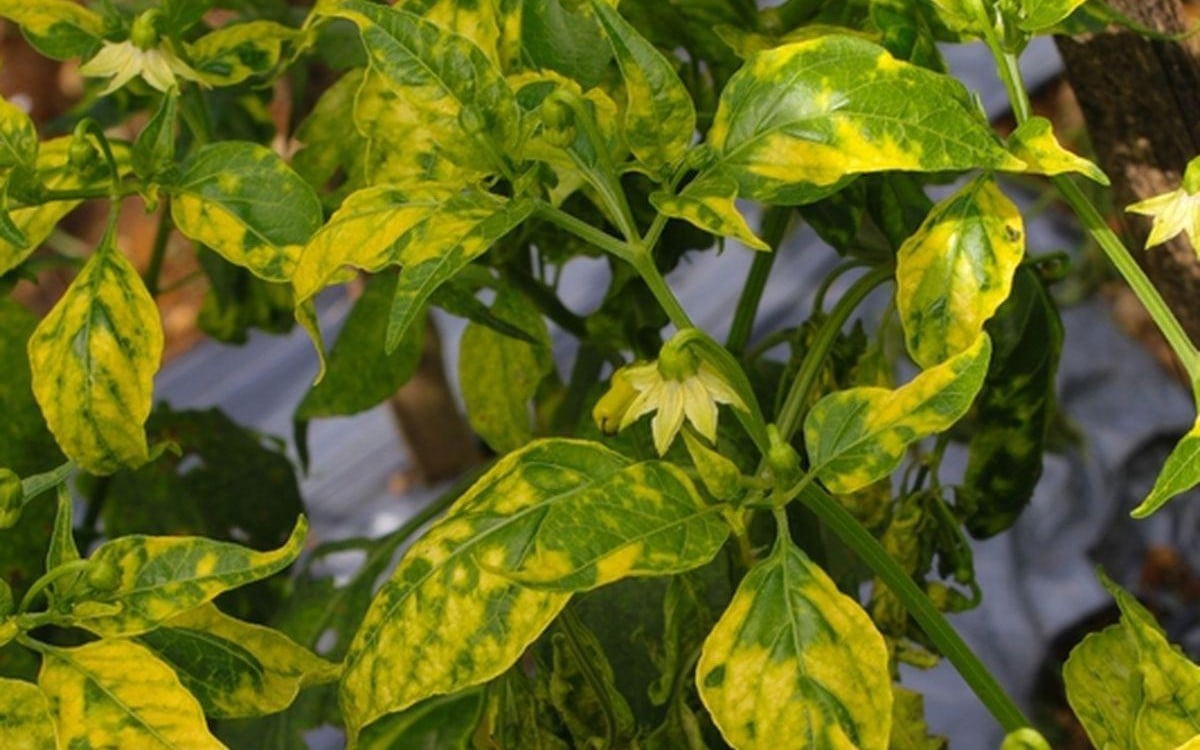 Bioteknologi membuka jalan baru untuk mencegah penyakit keriting daun kuning pada jeruk.