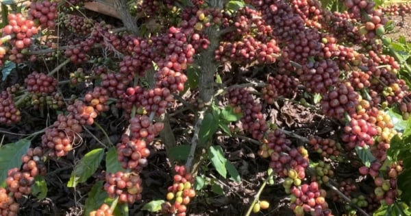 Giá cà phê thế giới tăng trở lại, tồn kho Arabica xuống mức thấp kỷ lục
