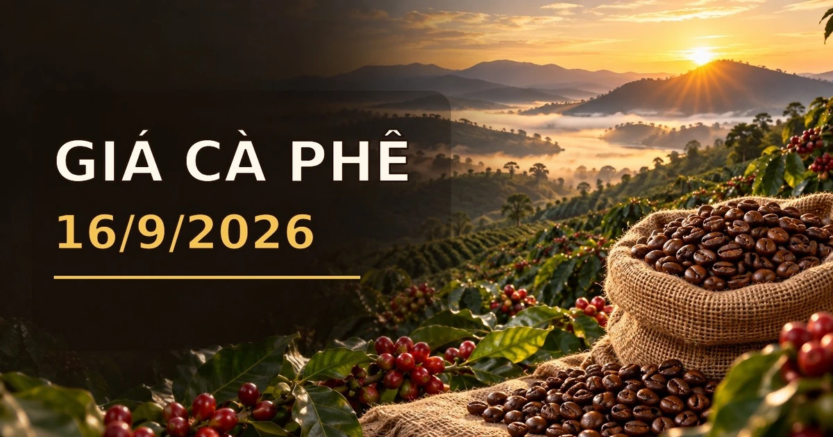 Giá cà phê hôm nay 16/9/2026 lên 95.500 đồng/kg, Arabica bật tăng