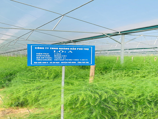 Phu Tho domina a tecnologia, aumentando o valor dos vegetais seguros - Foto 2.