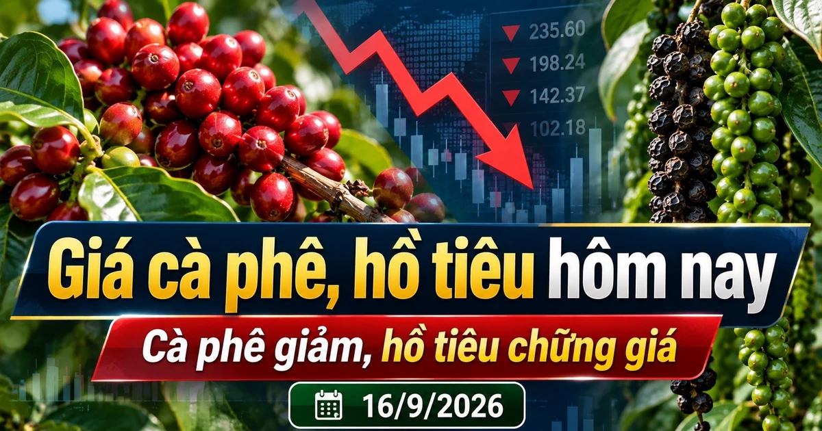 Giá cà phê hôm nay 16/9 giảm tới 900 đồng/kg, Arabica lao dốc